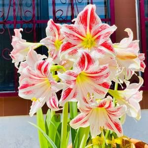 Meet your Posher, Masae